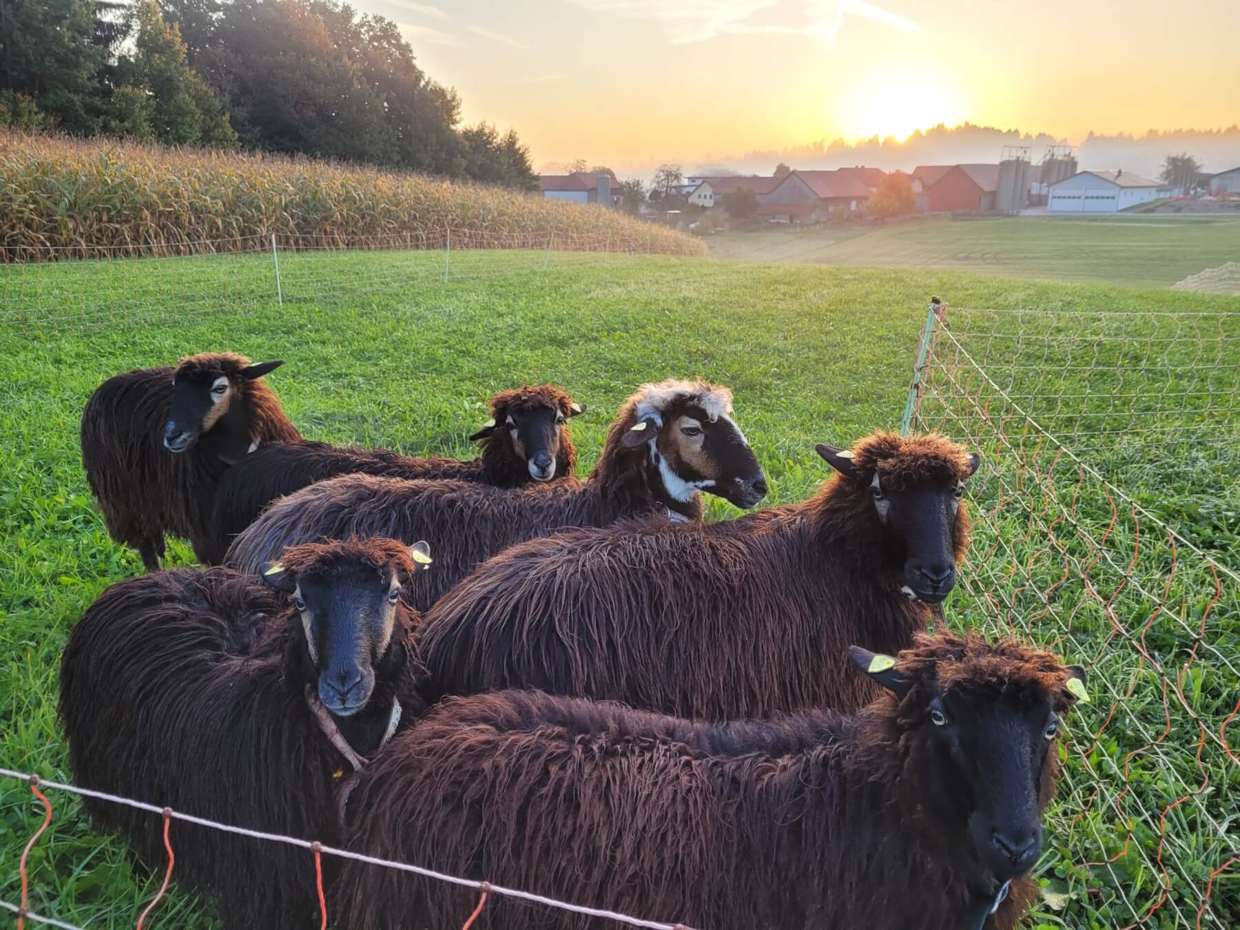 titelbild-schuleambauernhofbetrieb