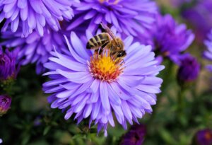 Biene auf Blume - copyright Adobe Stock
