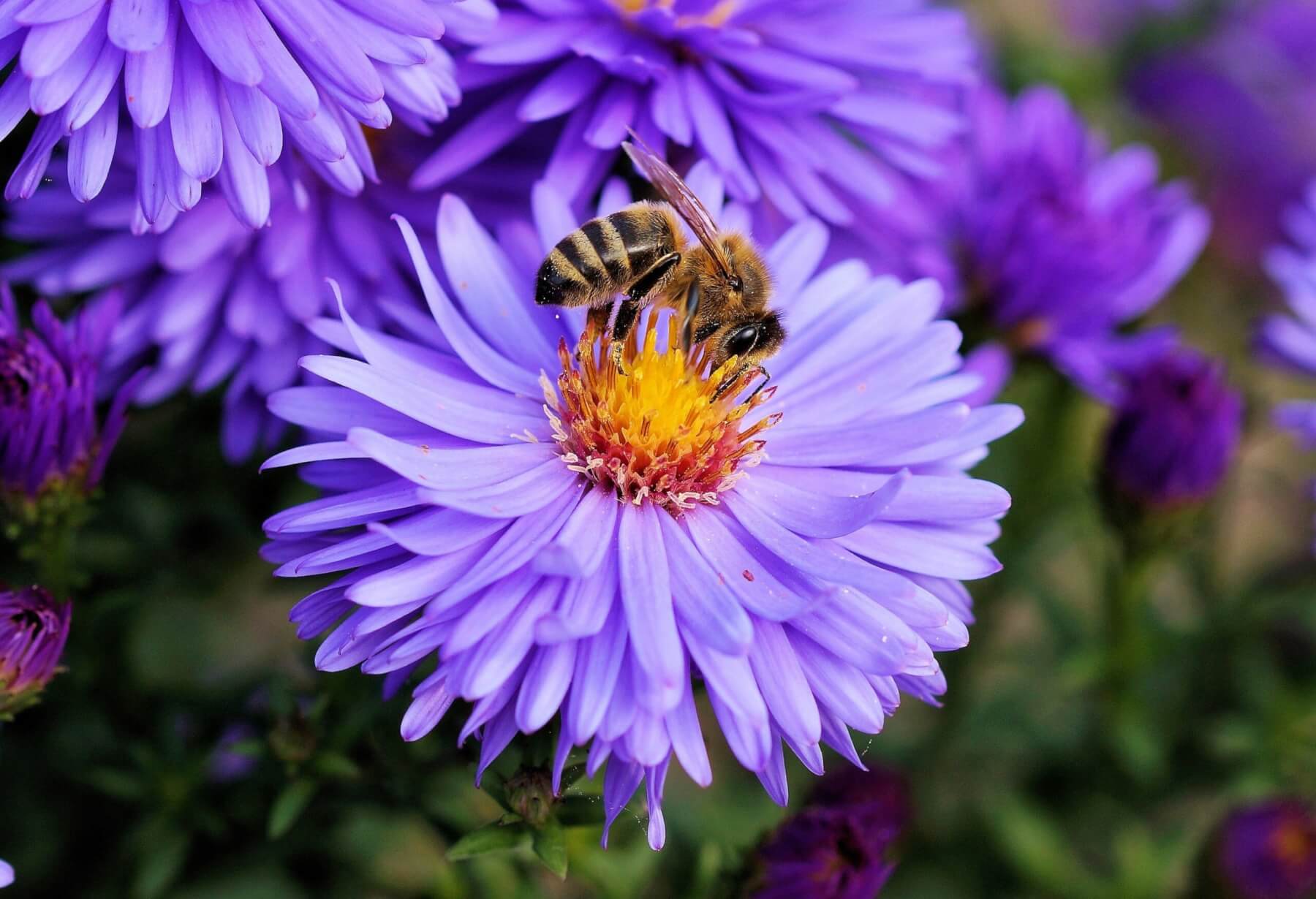 Biene auf Blume - copyright Adobe Stock