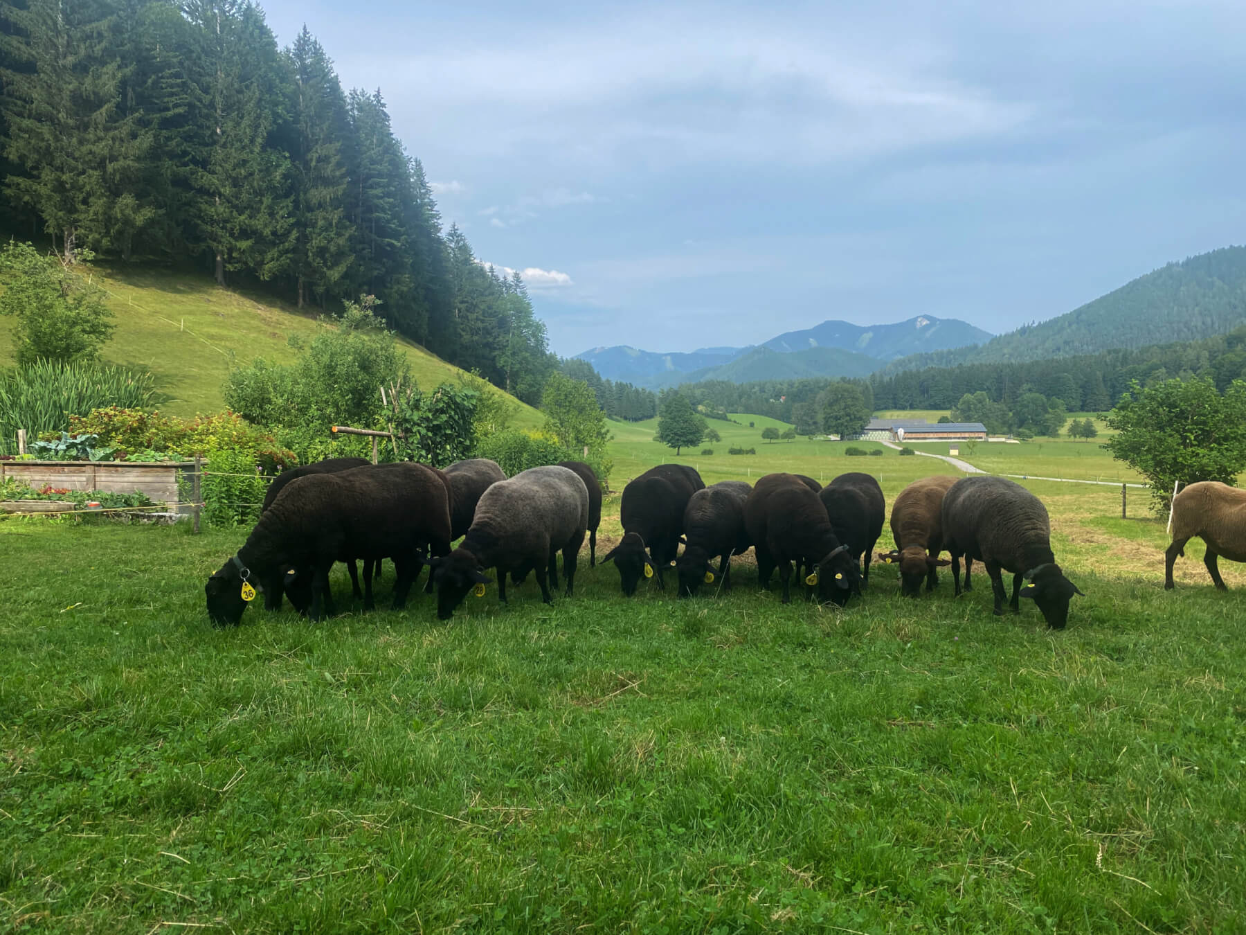 titelbild-schuleambauernhofbetrieb