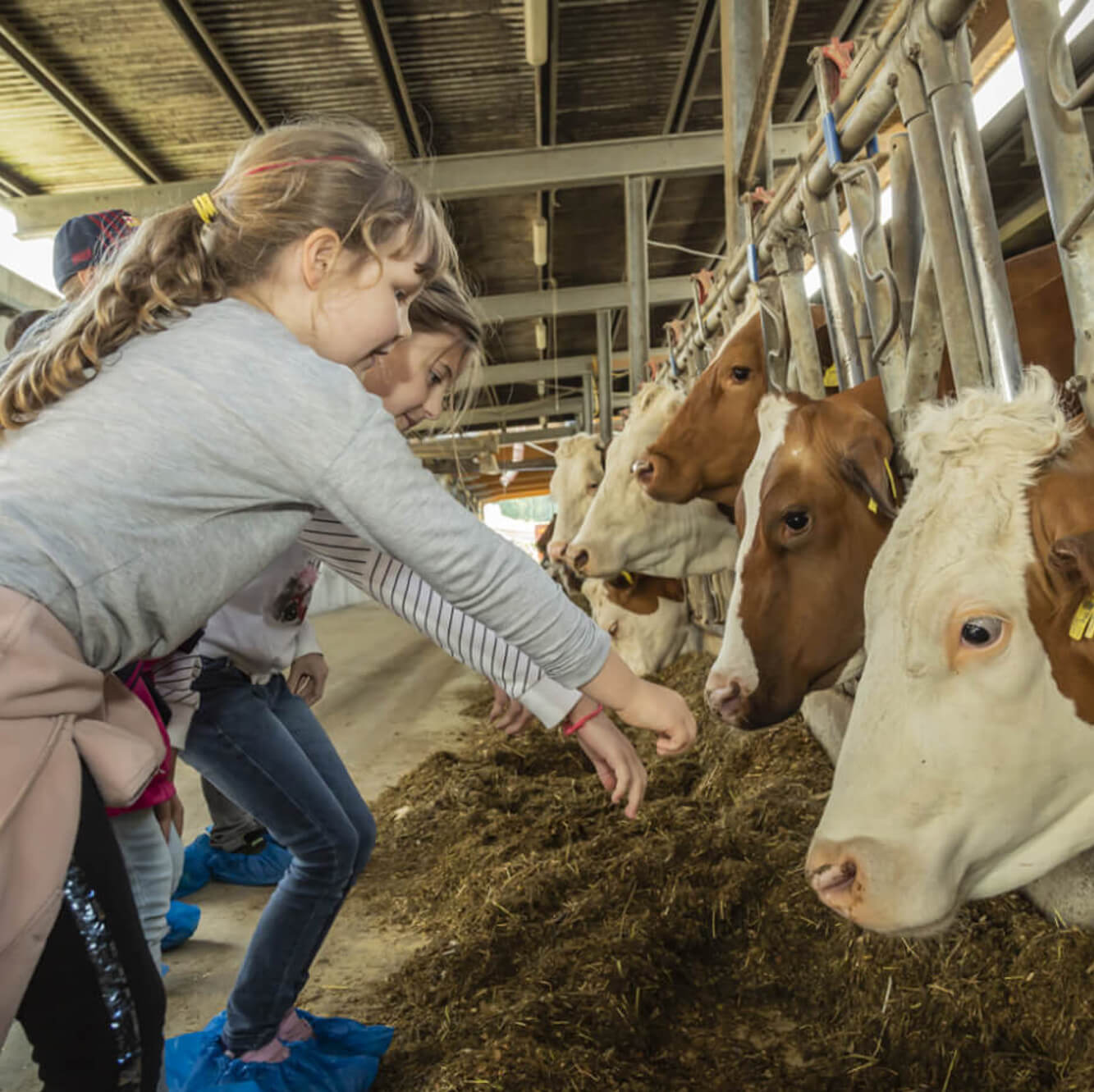 cows